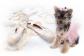 Yorkie Puppy Ballerina